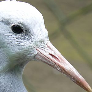 Blue (Stanley) Crane