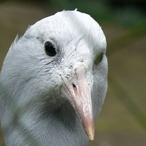 Blue (Stanley) Crane