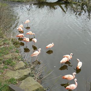 Flock of 15 Chilean Flamingos