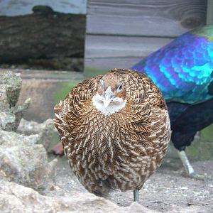 Himalayan Monal