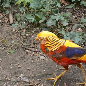 Golden Pheasant