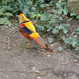 Golden Pheasant