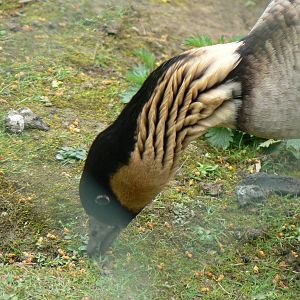 Nene (Hawaiian Goose)
