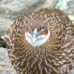 Female Himalayan Monal