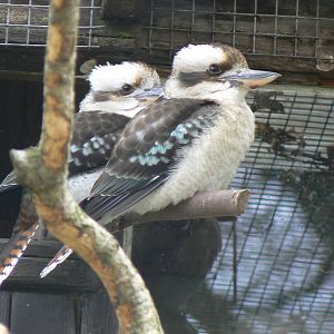 Laughing Kookaburra