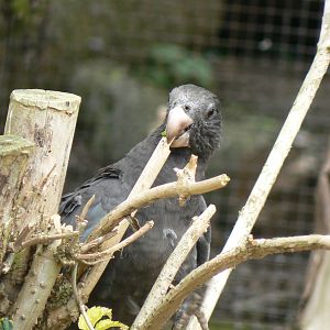 Greater Vasa Parrot