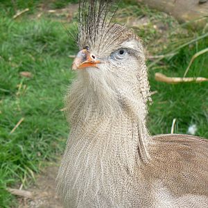 Red-legged Seriema