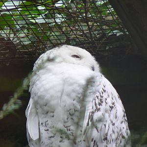 Snowy Owl