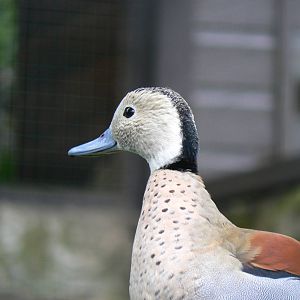 Ringed Teal