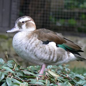 Ringed Teal