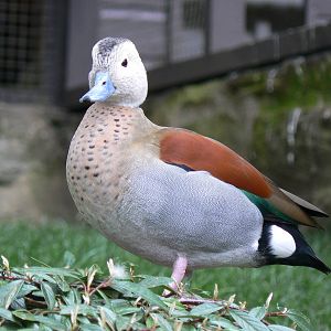 Ringed Teal