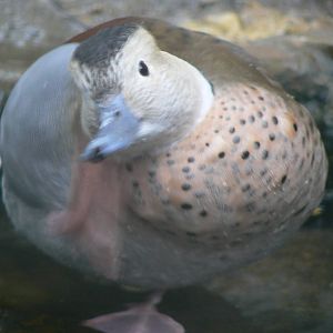 Ringed Teal