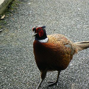 A Common Pheasant