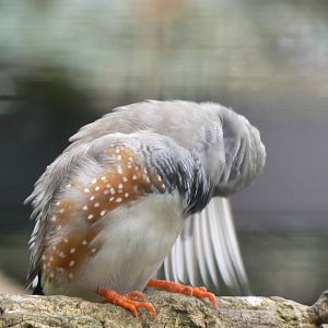 Zebra Finch