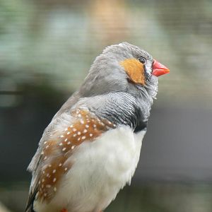 Zebra Finch