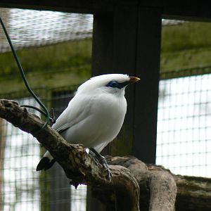 Bali Myna