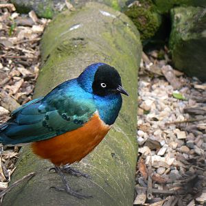 Superb Starling