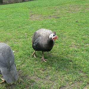 Helmeted Guineafowl