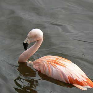 Chilean Flamingo