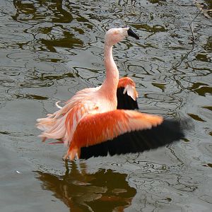 Chilean Flamingo