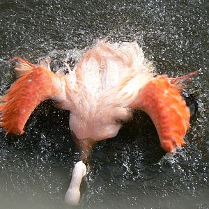 Chilean Flamingo