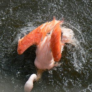 Chilean Flamingo