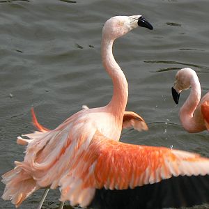 Chilean Flamingo