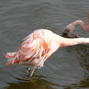 Chilean Flamingo