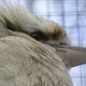 Laughing Kookaburra