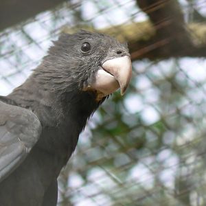 Greater Vasa Parrot