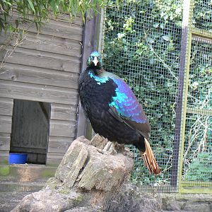 Himalayan Monal