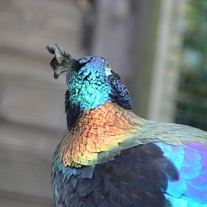 Himalayan Monal