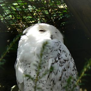 Snowy Owl