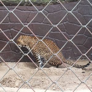 Sri-Lankan Leopard - India / Big Cat House