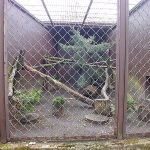 Binturong Cage - India / Big Cat House