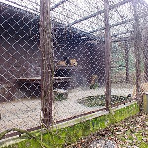 Indian Lion Outdoor Cage - India / Big Cat House