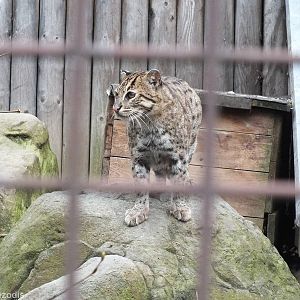 Fishing Cat