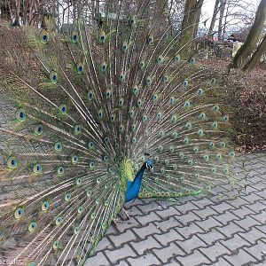Peacock Displaying