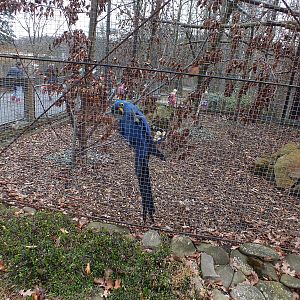 Hyacinth Macaw Outdoor Area