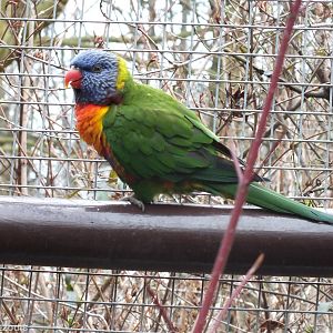 Rainbow Lorikeet - Walkthrough Aviary - Papua
