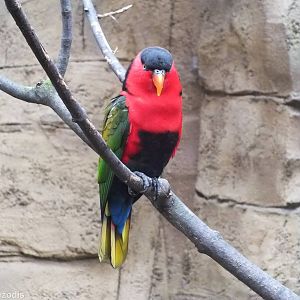 Eastern Black Capped Lory - Walkthrough Aviary - Papua