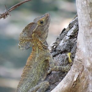 Wild basilisk