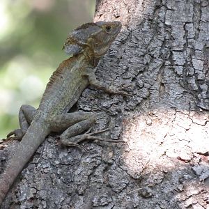 Wild basilisk