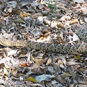 Mexican green rattlesnake