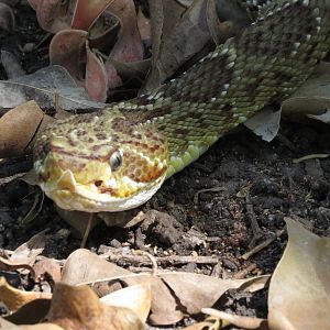 Mexican green rattlesnake