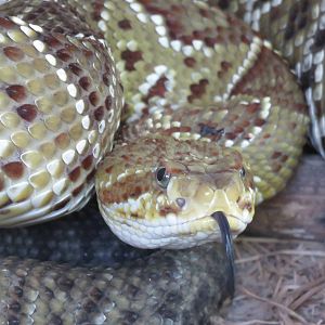 Mexican green rattlesnake
