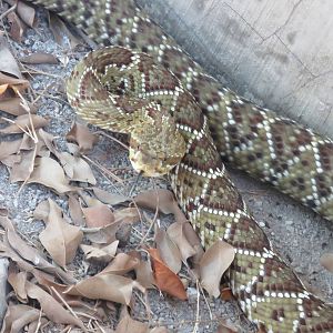 Mexican green rattlesnake