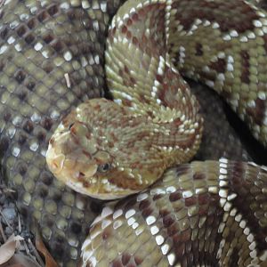 Mexican green rattlesnake