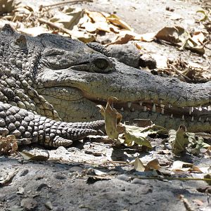 American crocodile