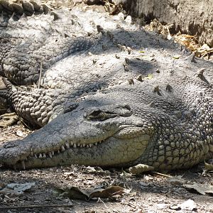 American crocodile